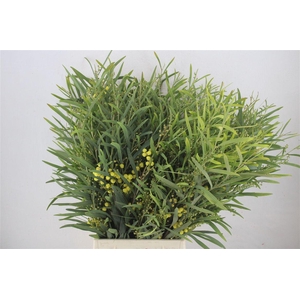 Mimosa Floribunda P Bunch