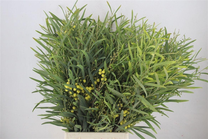 <h4>Mimosa Floribunda P Bunch</h4>