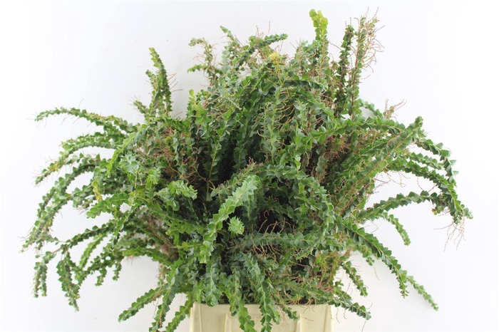 <h4>Acacia St. Elena</h4>