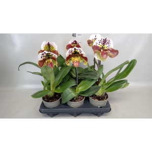 Paphiopedilum  'Amerikaanse hybrid'