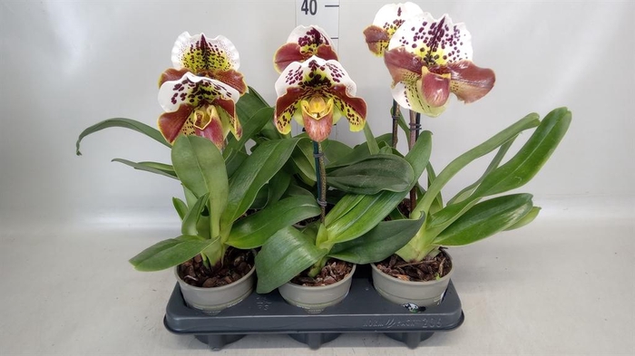 <h4>Paphiopedilum  'Amerikaanse hybrid'</h4>
