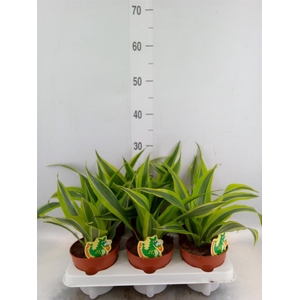 Dracaena fr de 'LemonLime'
