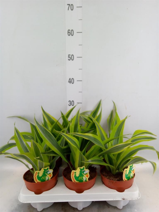 <h4>Dracaena fr de 'LemonLime'</h4>