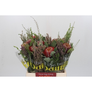 BQ Banksia Coccinea SFB