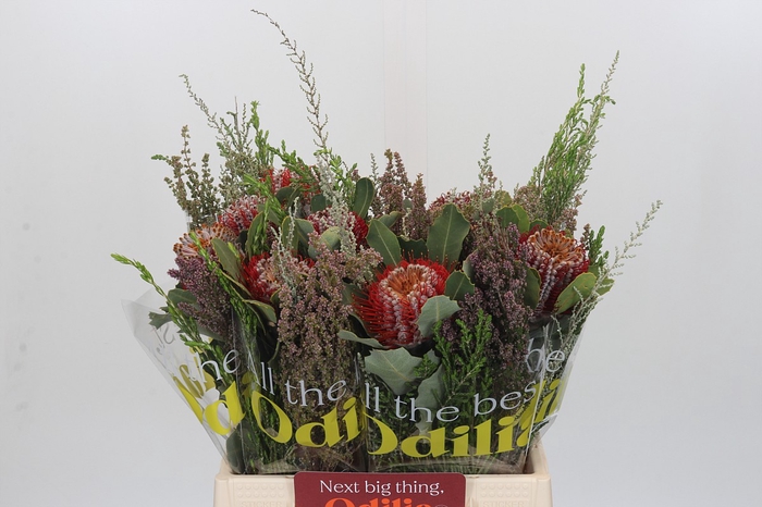 <h4>BQ Banksia Coccinea SFB</h4>