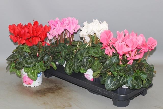 <h4>CYCL GR SUP XL</h4>