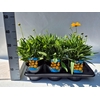 Coreopsis grandiflora Early Sunris