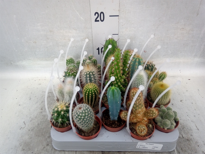 <h4>Cactus   ...mix</h4>