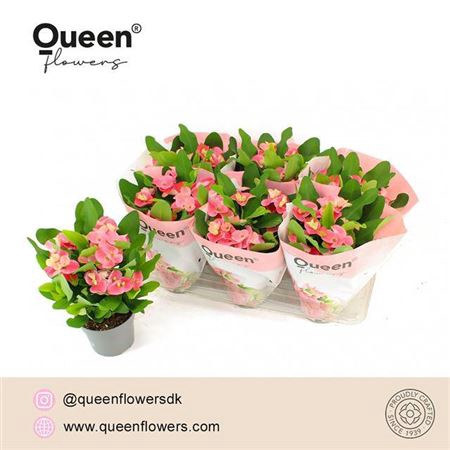 <h4>Euphorbia Tiara Charlotte Roze</h4>