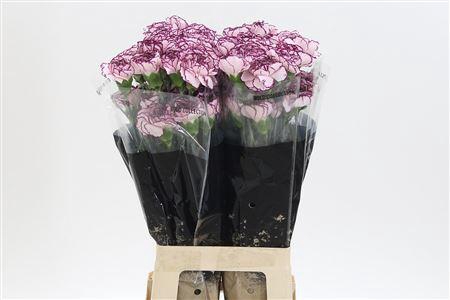 <h4>Di St Damascus</h4>