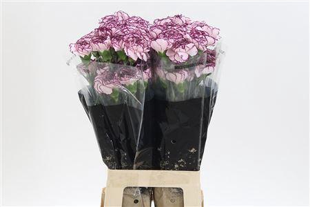 <h4>Di St Damascus</h4>