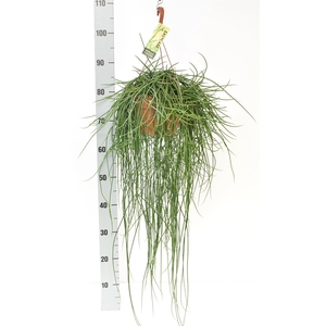 Rhipsalis floccosa