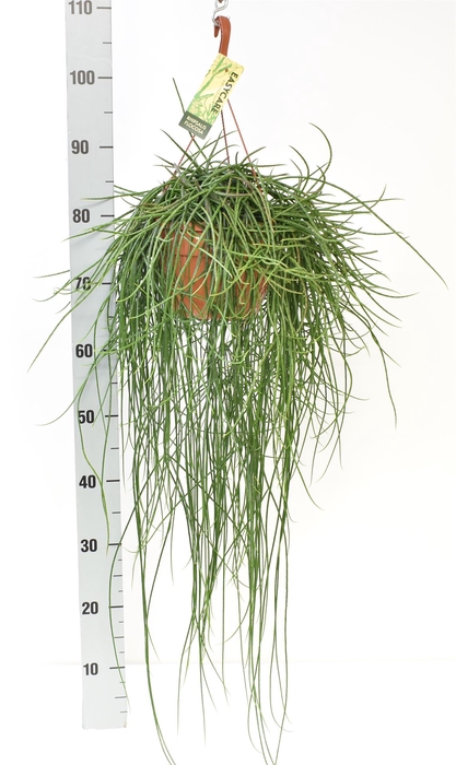 <h4>Rhipsalis floccosa</h4>