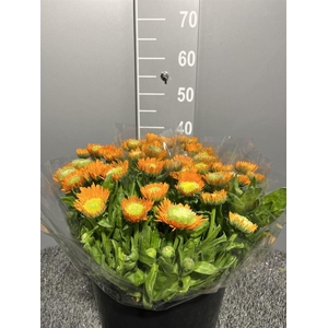Calendula Orange