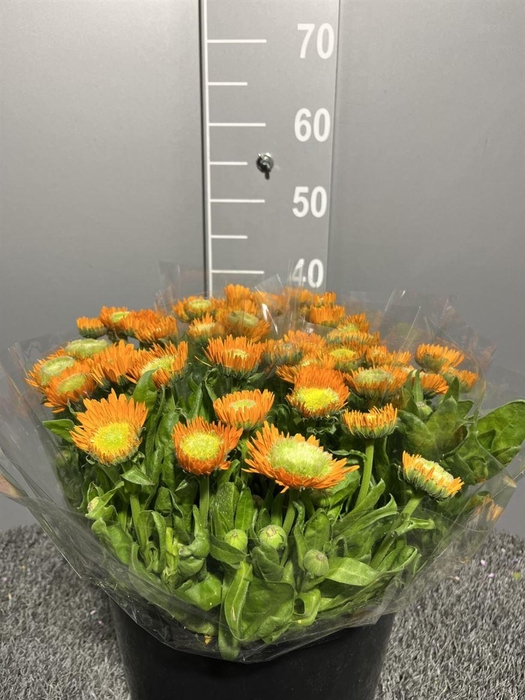 <h4>Calendula Orange</h4>