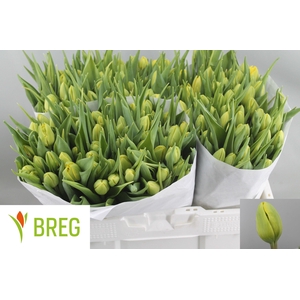 TU DU DOUBLE TROUBLE