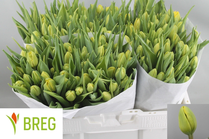 <h4>TU DU DOUBLE TROUBLE</h4>