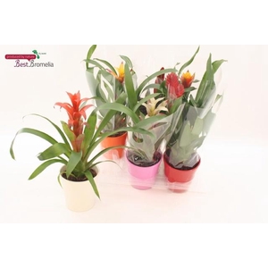 BROMELIA GEM