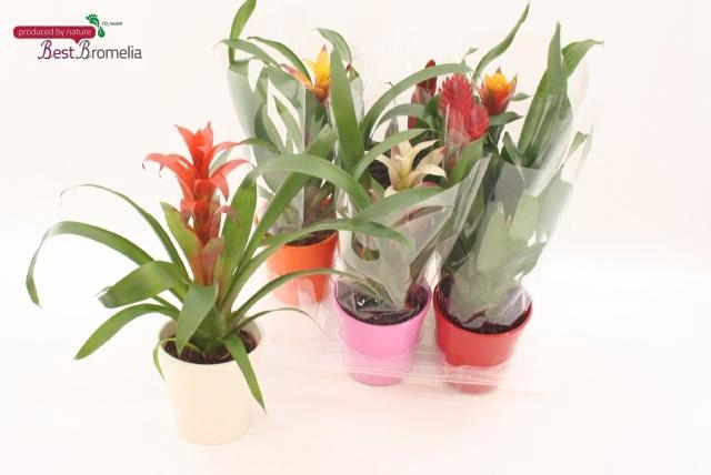 <h4>BROMELIA GEM</h4>