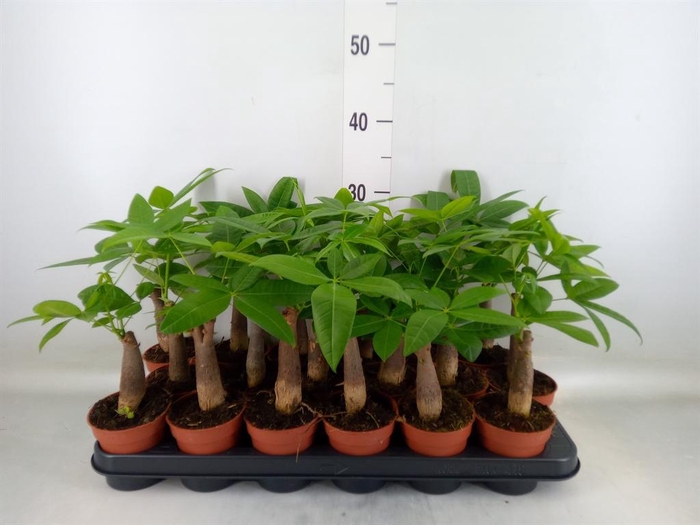 <h4>Pachira aquatica</h4>