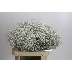 Gypso Xlence per Bunch