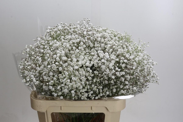 <h4>Gypso Xlence per Bunch</h4>