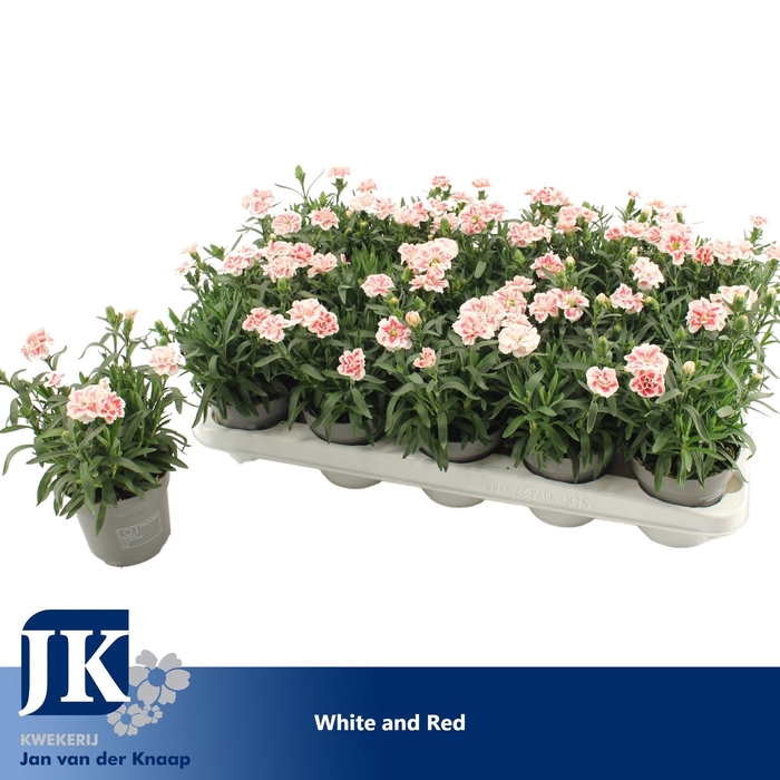 <h4>Dianthus Oscar White And Red</h4>