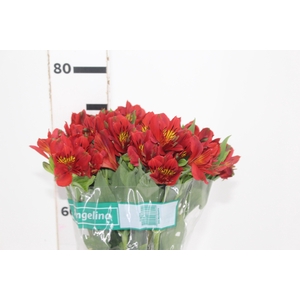 ALSTROEMERIA ANGELINA 080 CM