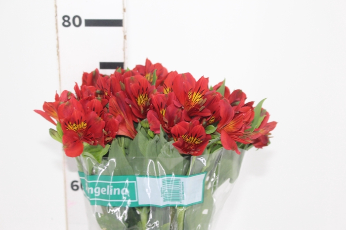 <h4>ALSTROEMERIA ANGELINA 080 CM</h4>