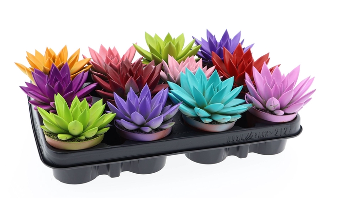 <h4>Echeveria  'Miranda'</h4>