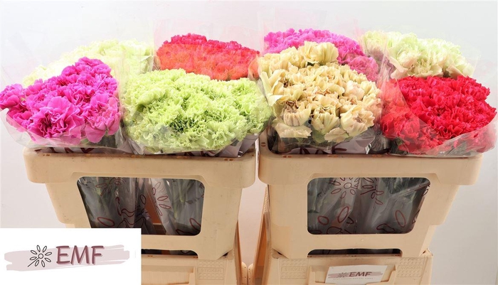 <h4>Di St Gem In Fust</h4>