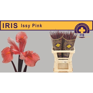 IRIS OV PINK