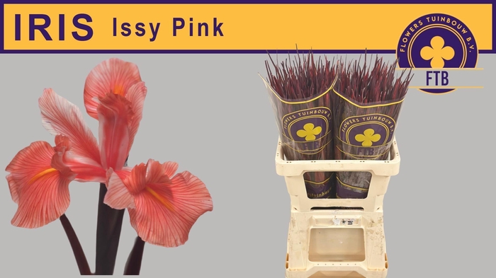 <h4>IRIS OV PINK</h4>
