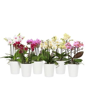 Flora P12 Mix 3-5 spike in Zoë White