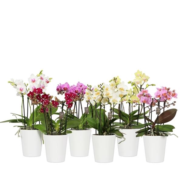 <h4>Flora P12 Mix 3-5 spike in Zoë White</h4>