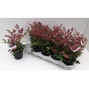 Nandina Obsessed 11T