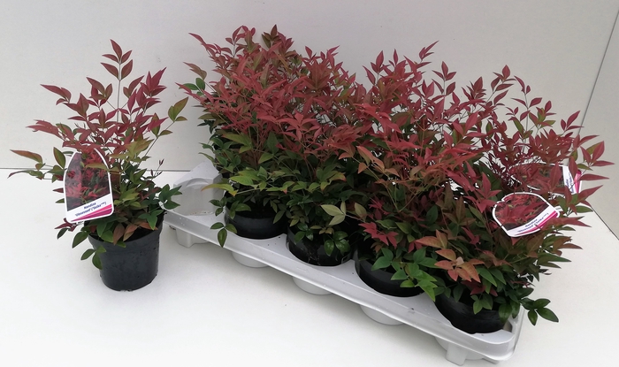 Nandina Obsessed 11T