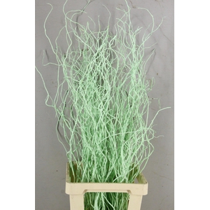 Salix Tortuosa Mint Green