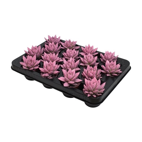 <h4>Echeveria coloured pink</h4>