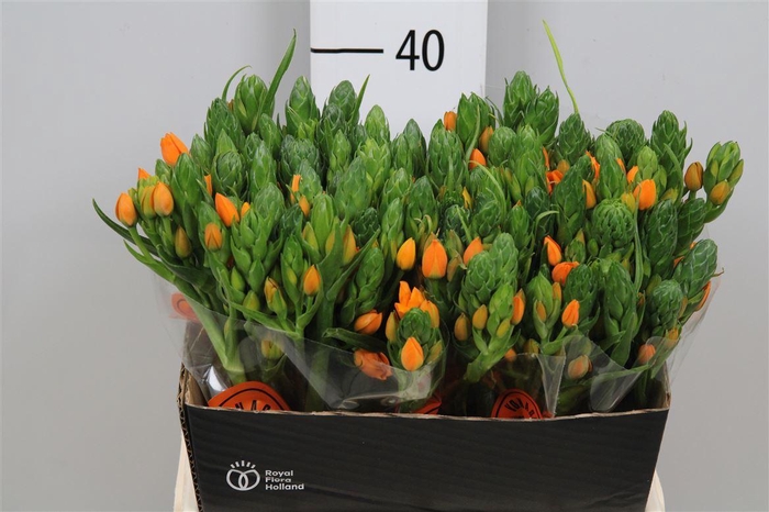 <h4>Ornit Db Sunshine</h4>