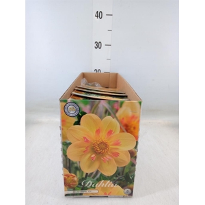 Dahlia   ...flowerbulbs