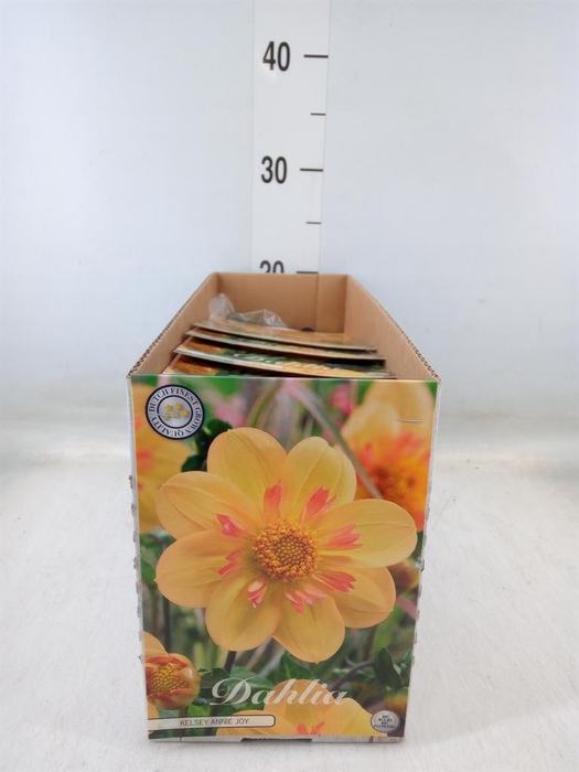<h4>Dahlia   ...flowerbulbs</h4>
