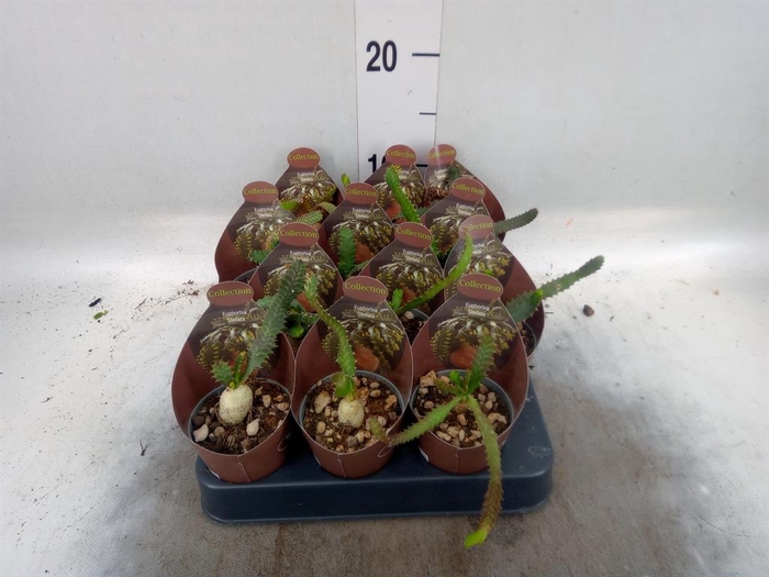 <h4>Euphorbia   ...</h4>