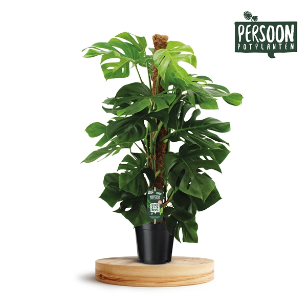 <h4>Monstera Pertusum 120mos</h4>