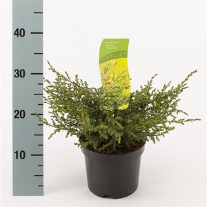 Juniperus com. 'Repanda' C2