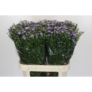 Aster Cassandra