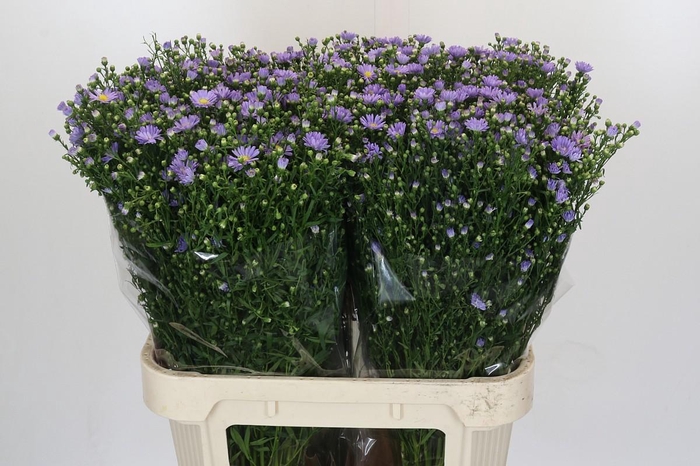 <h4>Aster Cassandra</h4>