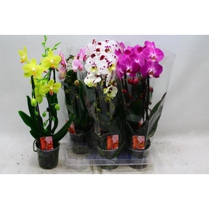 PHAL EL CASCADE