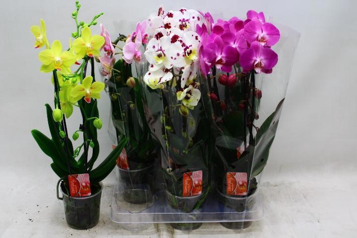 <h4>PHAL EL CASCADE</h4>