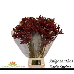 Anigoz Early Spring